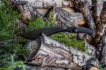 Мачете за оцеляване Ganzo Firebird F804 тип Кукри » Force.BG
